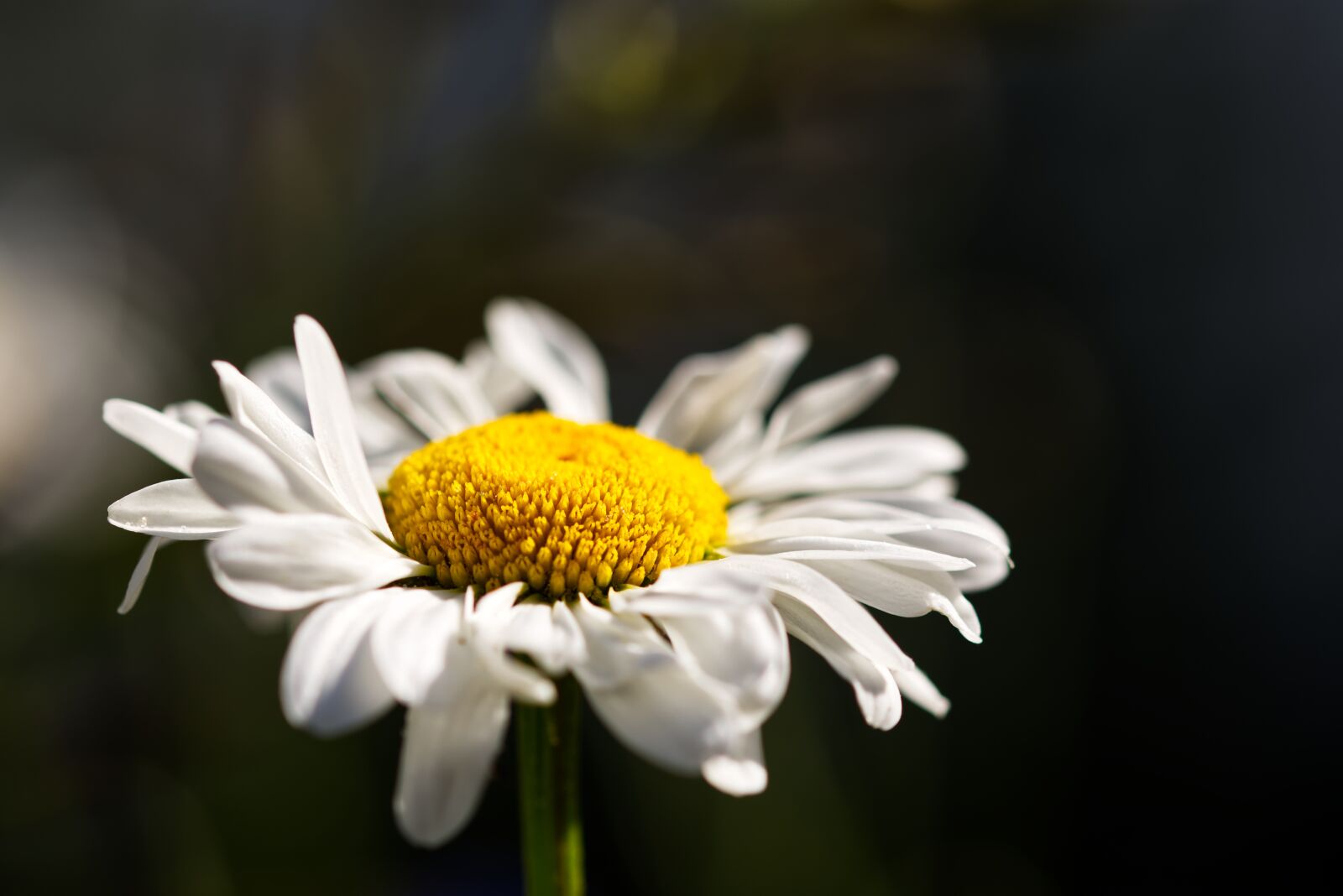 Nikon D5500 sample photo. Margarite, flower, white photography