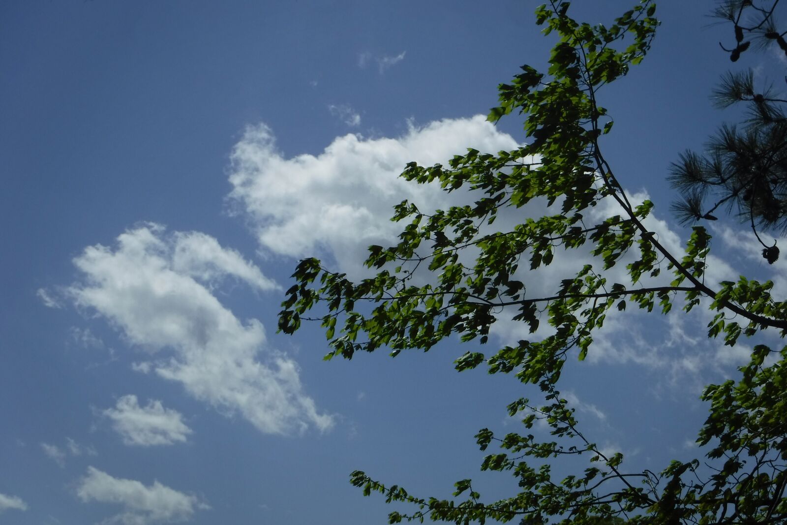Fujifilm FinePix XP90 XP91 XP95 sample photo. Sky, clouds, tree photography