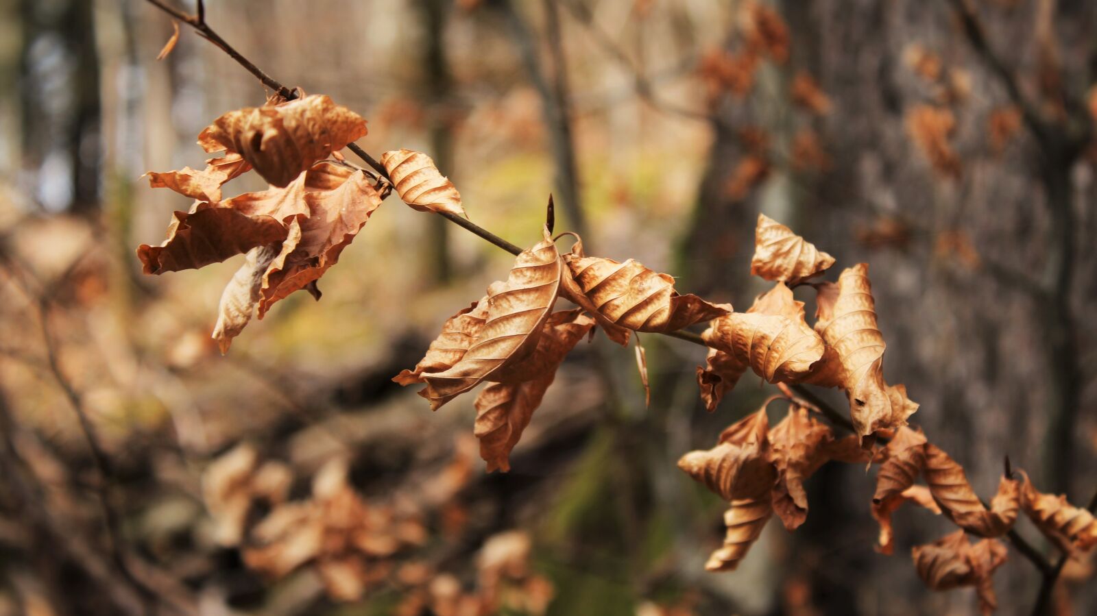 Canon EOS 1300D (EOS Rebel T6 / EOS Kiss X80) sample photo. Leaves, autumn, plant photography