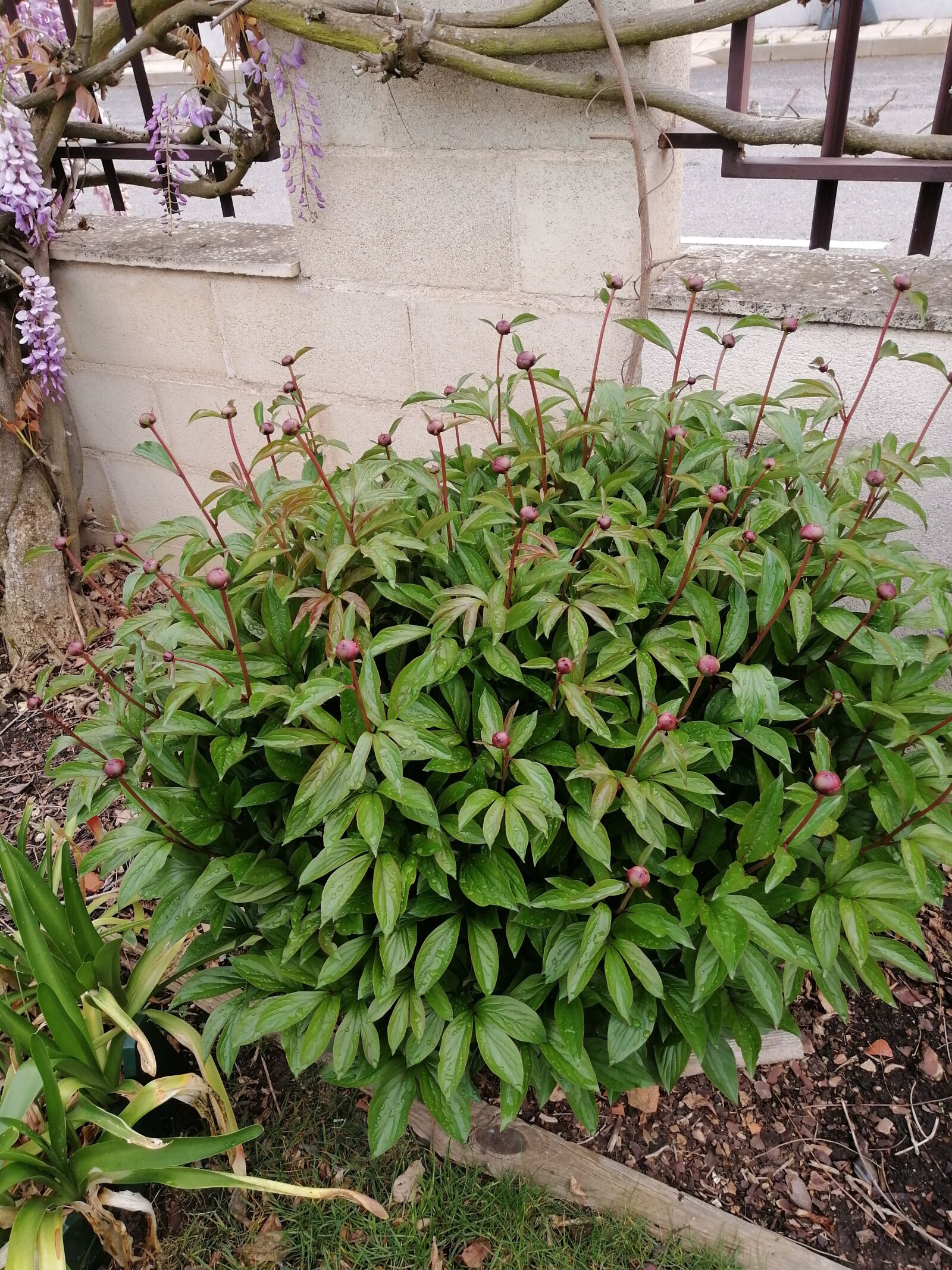 HUAWEI STK-LX1 sample photo. Peonies, bush, flower photography