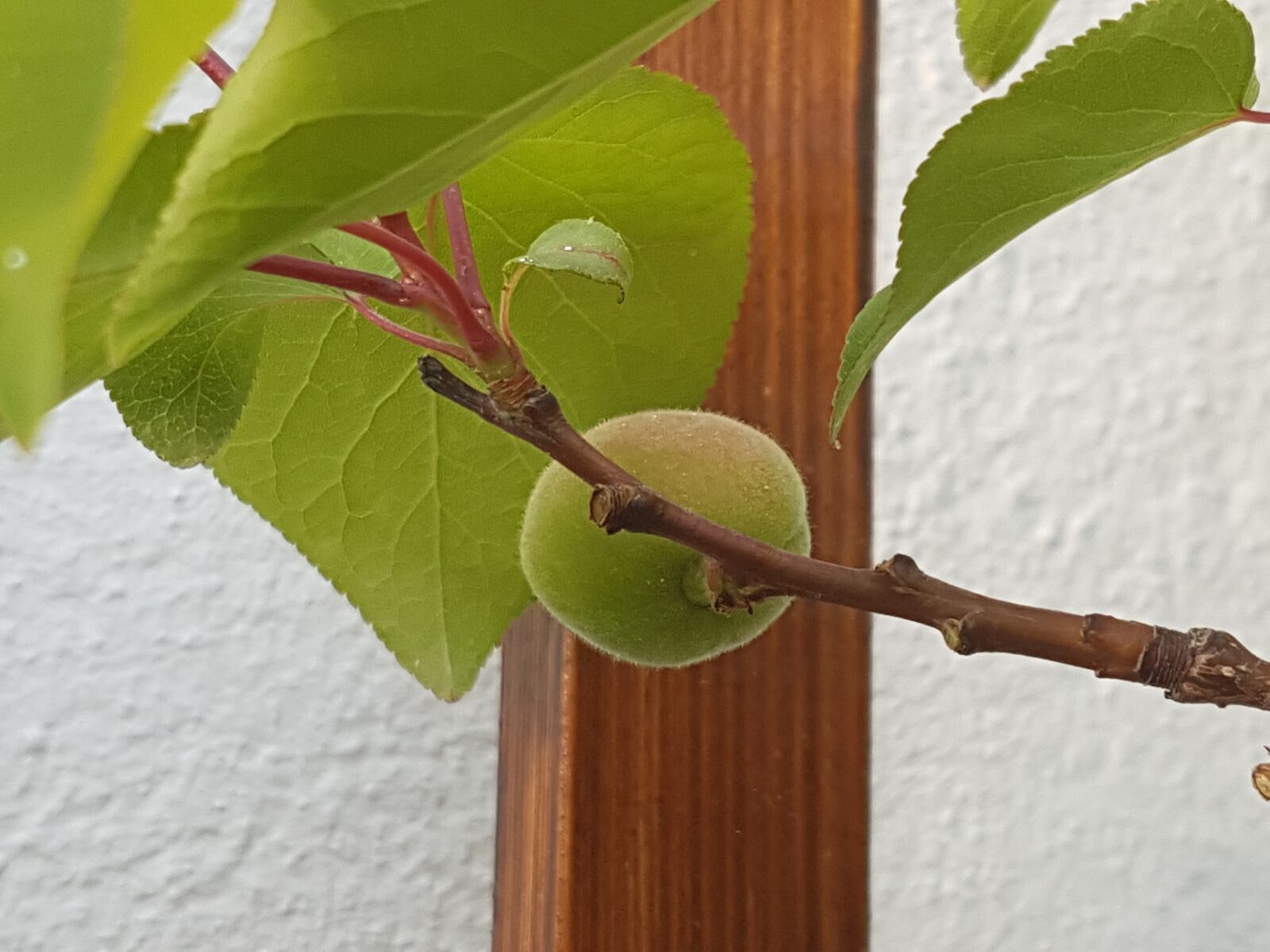 Samsung Galaxy S7 sample photo. Apricot, fruit, fruits photography