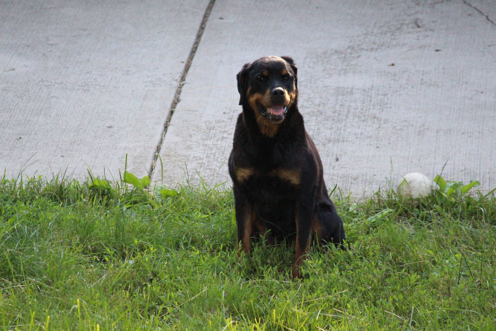 Canon EOS 700D (EOS Rebel T5i / EOS Kiss X7i) sample photo. Dog, rottweiler, pet photography