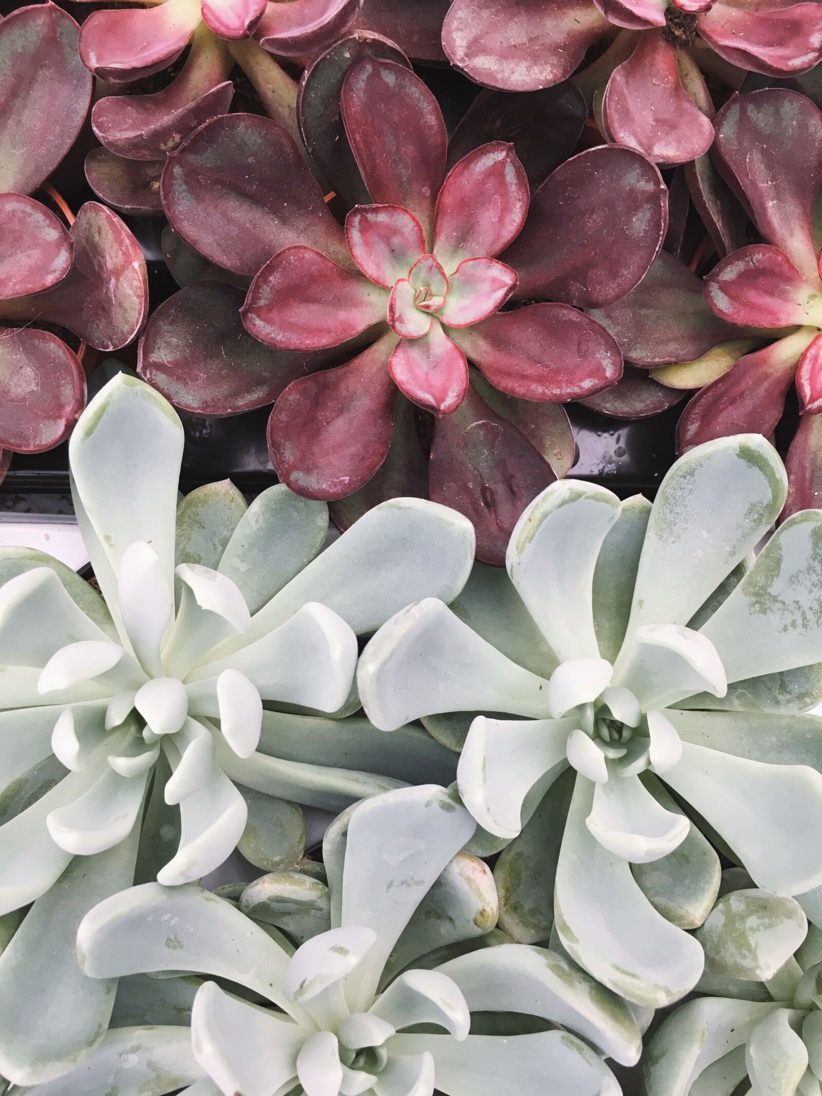 Apple iPhone 6s sample photo. Succulent, plant, plants photography