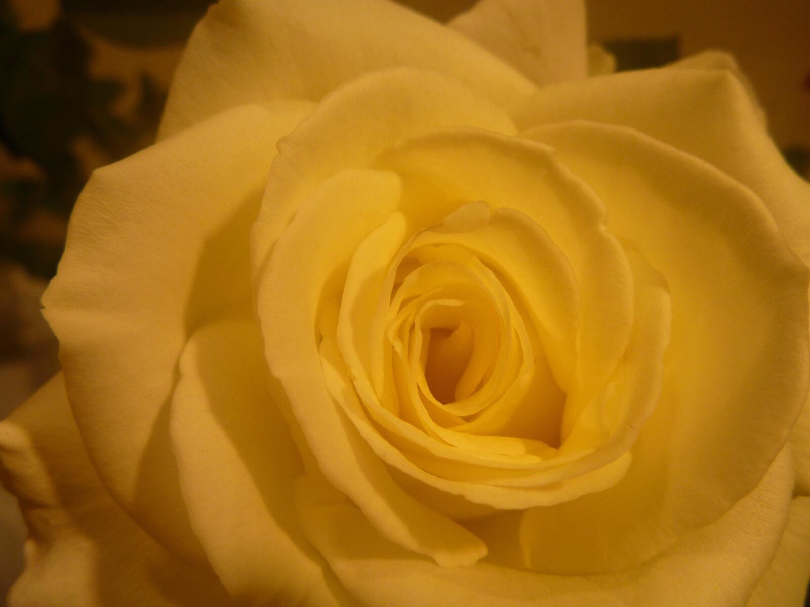 Panasonic DMC-TS2 sample photo. Yellow, rose, flower, petal photography