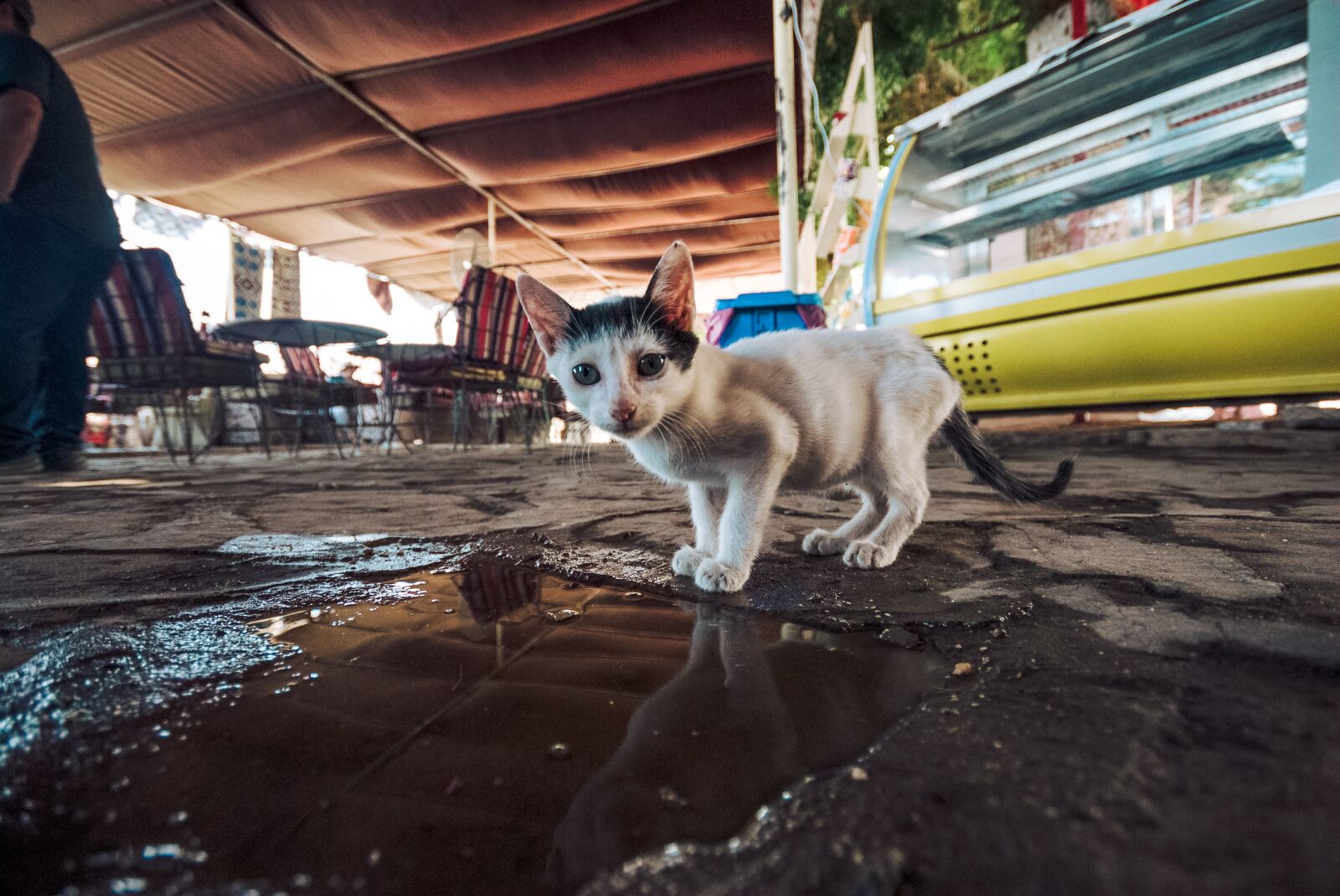 Nikon D200 sample photo. Cat, skinny, animals photography