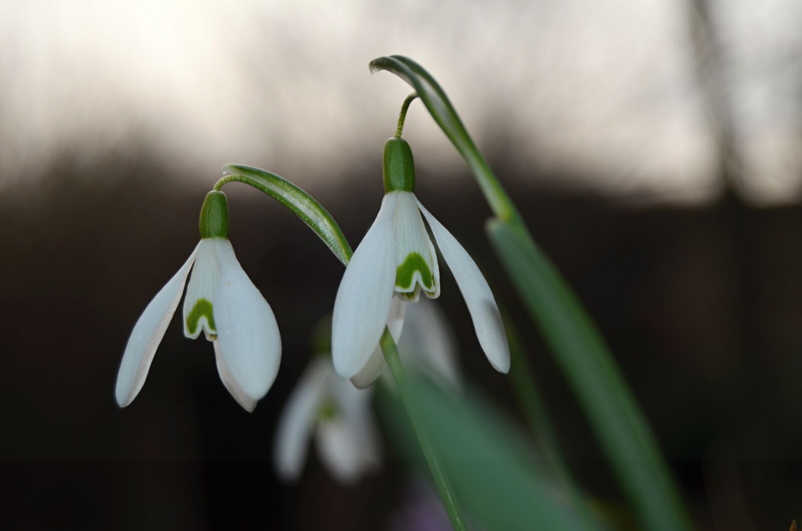 Nikon D5100 sample photo. Flower, snowdrop, spring photography