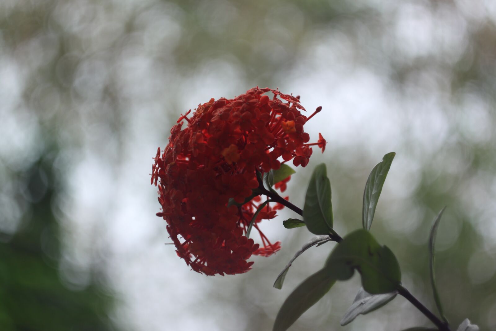 Canon EOS 50D sample photo. Red ixora, mf lens photography