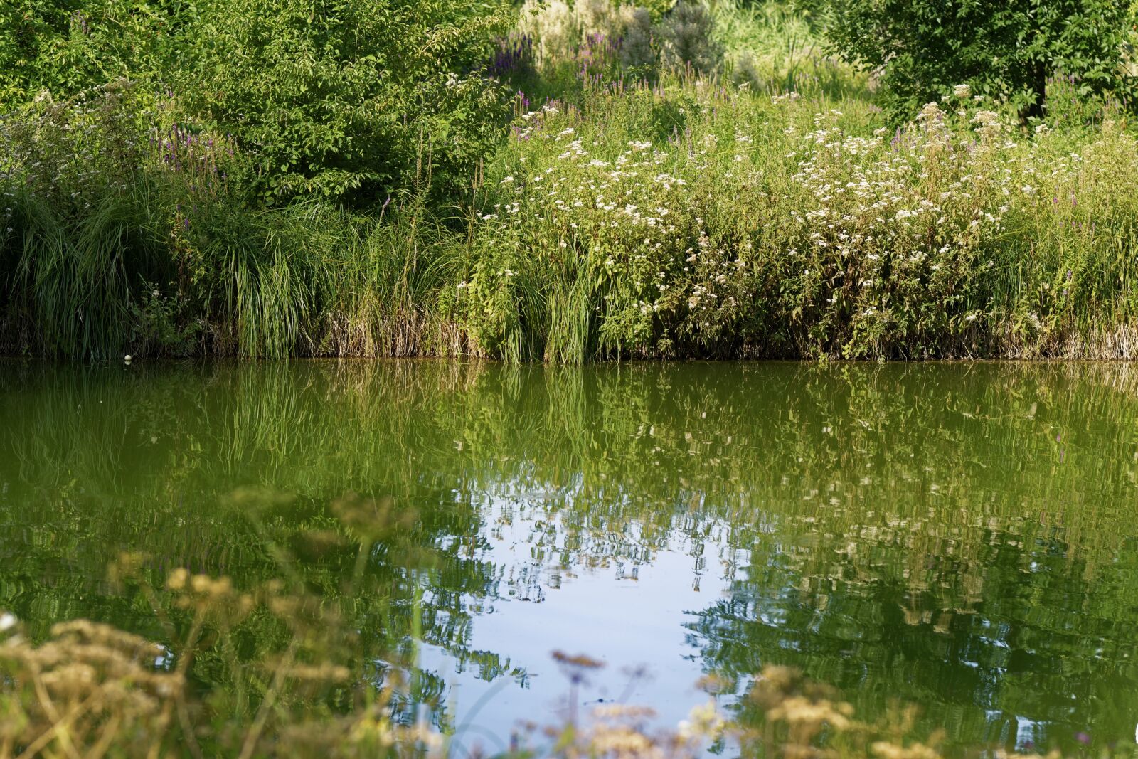 Nikon D5300 sample photo. Landscape, nature, plants photography