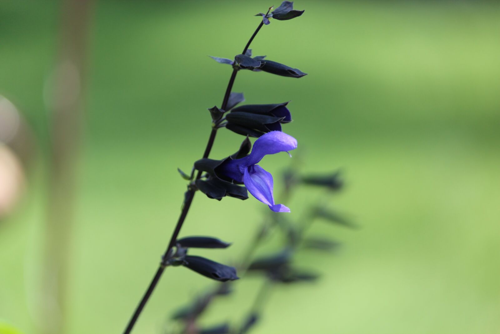 Canon EOS 600D (Rebel EOS T3i / EOS Kiss X5) + Canon EF-S 55-250mm F4-5.6 IS II sample photo. Black throated blue salvia photography