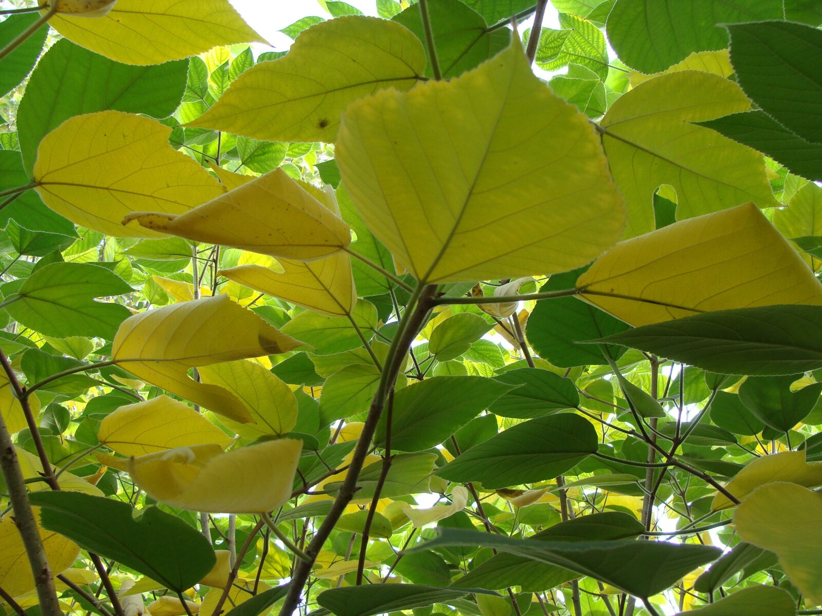 Sony Cyber-shot DSC-H10 sample photo. Leaves, plant, yellow photography