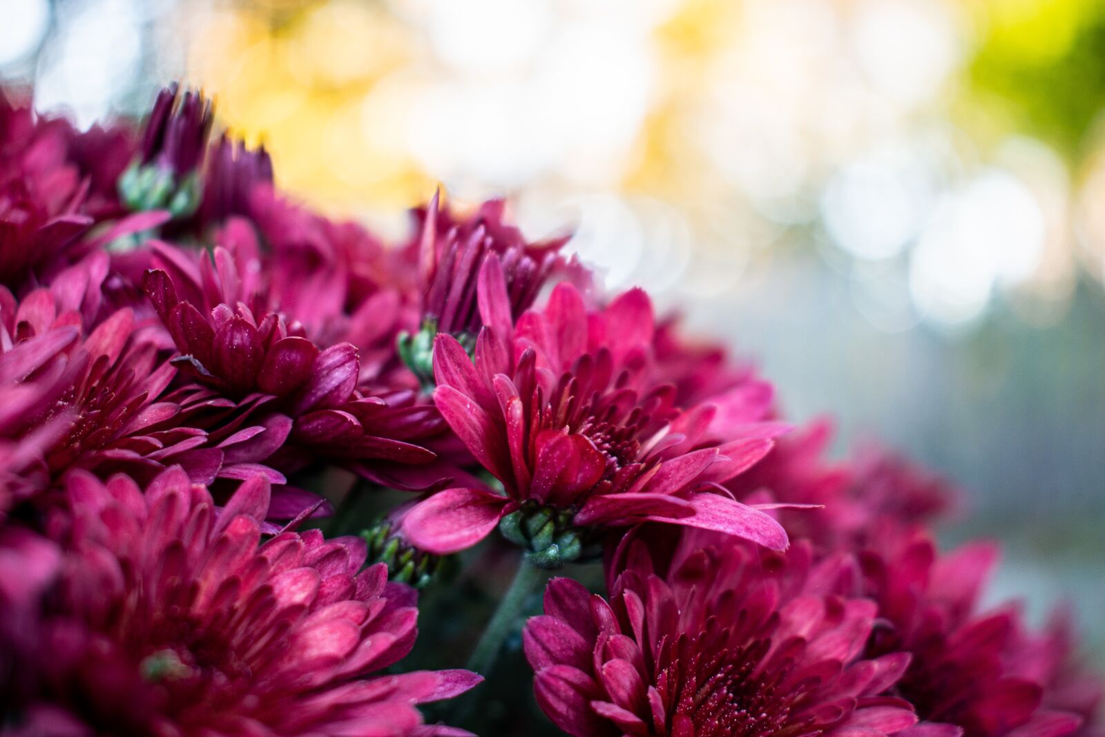 Nikon D5600 sample photo. Pink, red, crimson photography