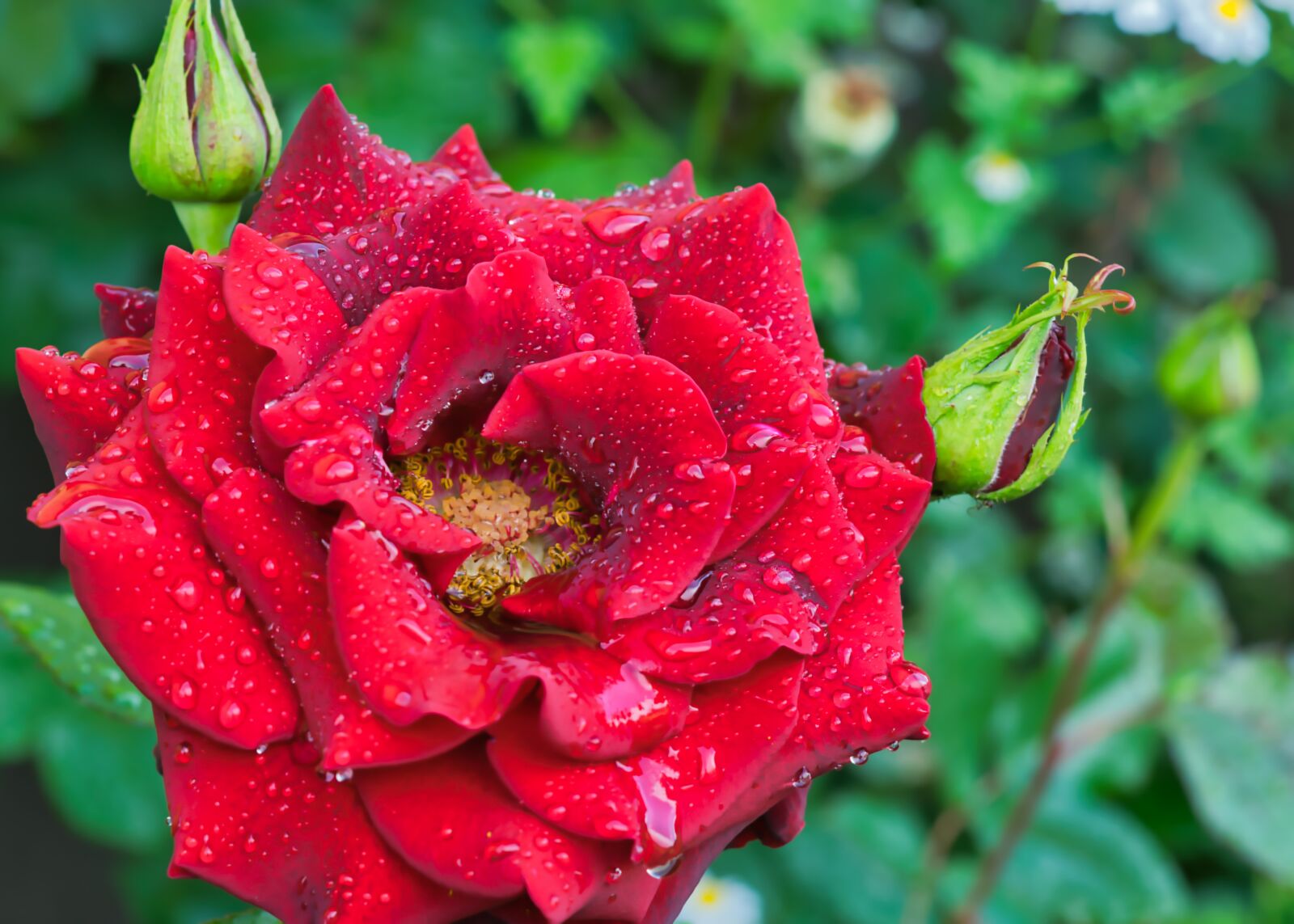 Nikon D5300 sample photo. Rose, red rose, red photography