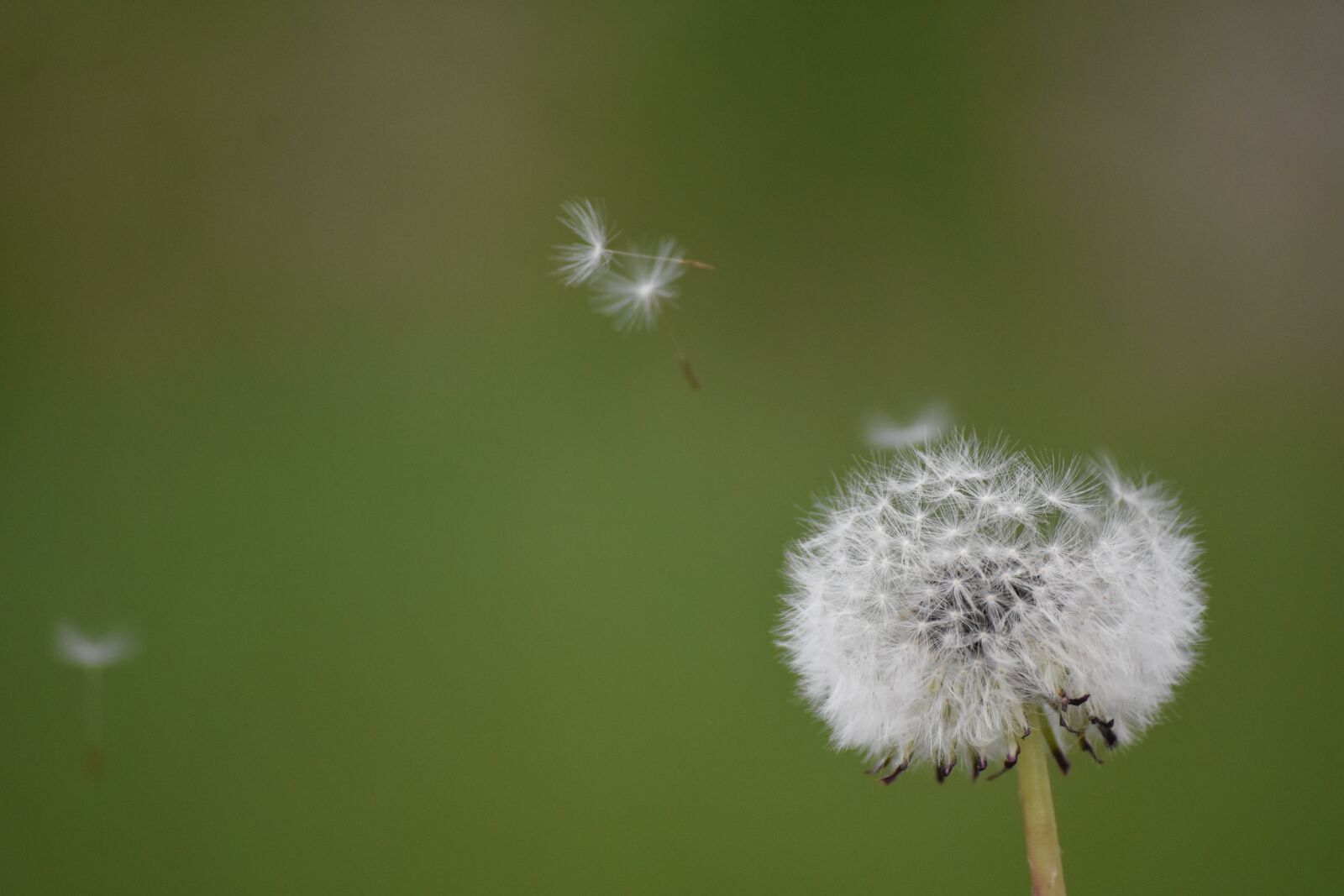 Nikon D3400 sample photo. Dandelion, flowe, pollen photography