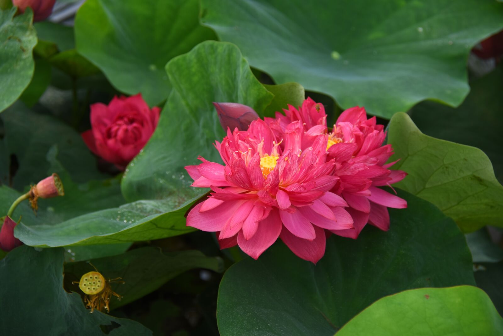 Nikon D7200 sample photo. Lotus flowers, red, blooming photography