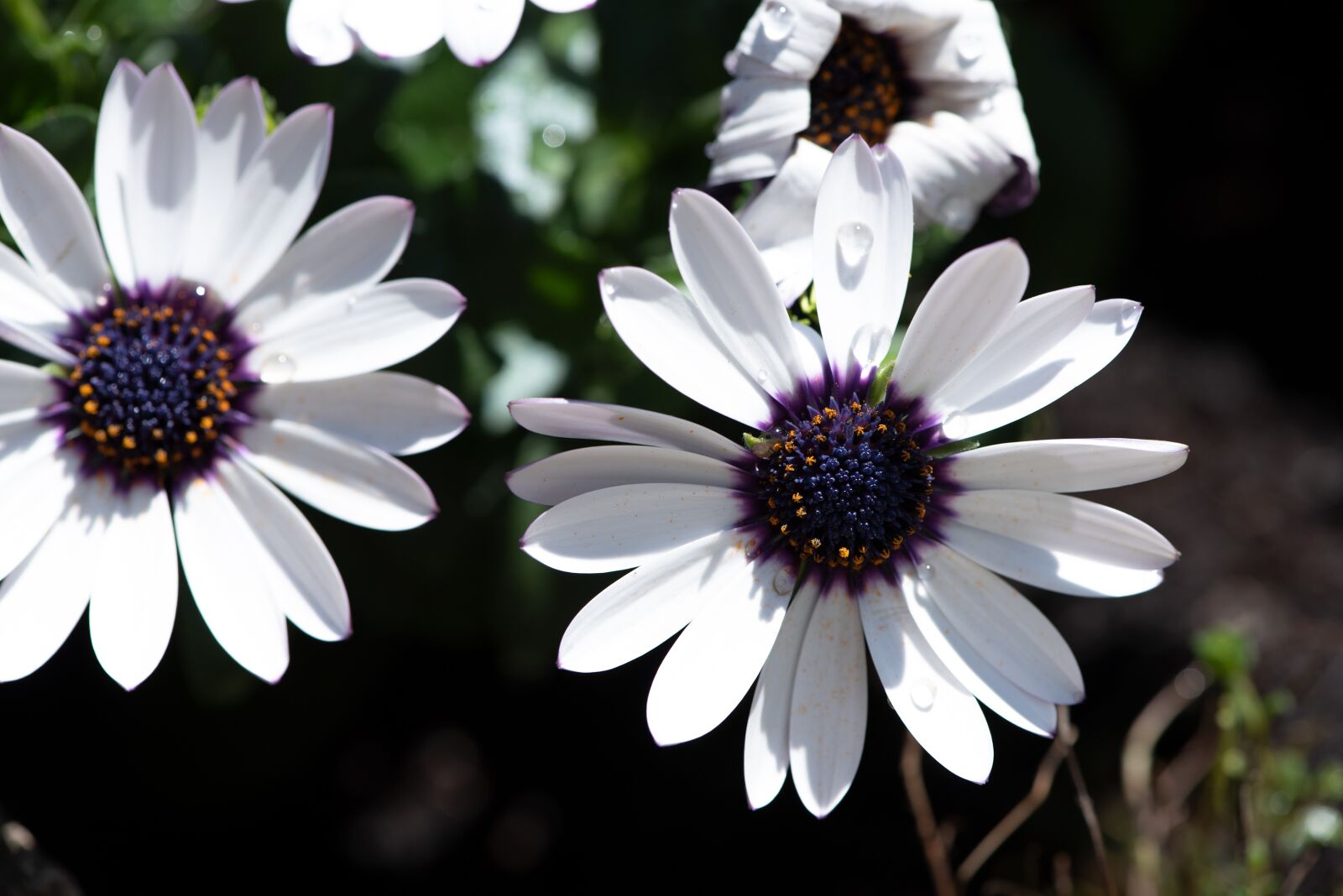 Nikon D750 sample photo. Flower, flowers, white photography