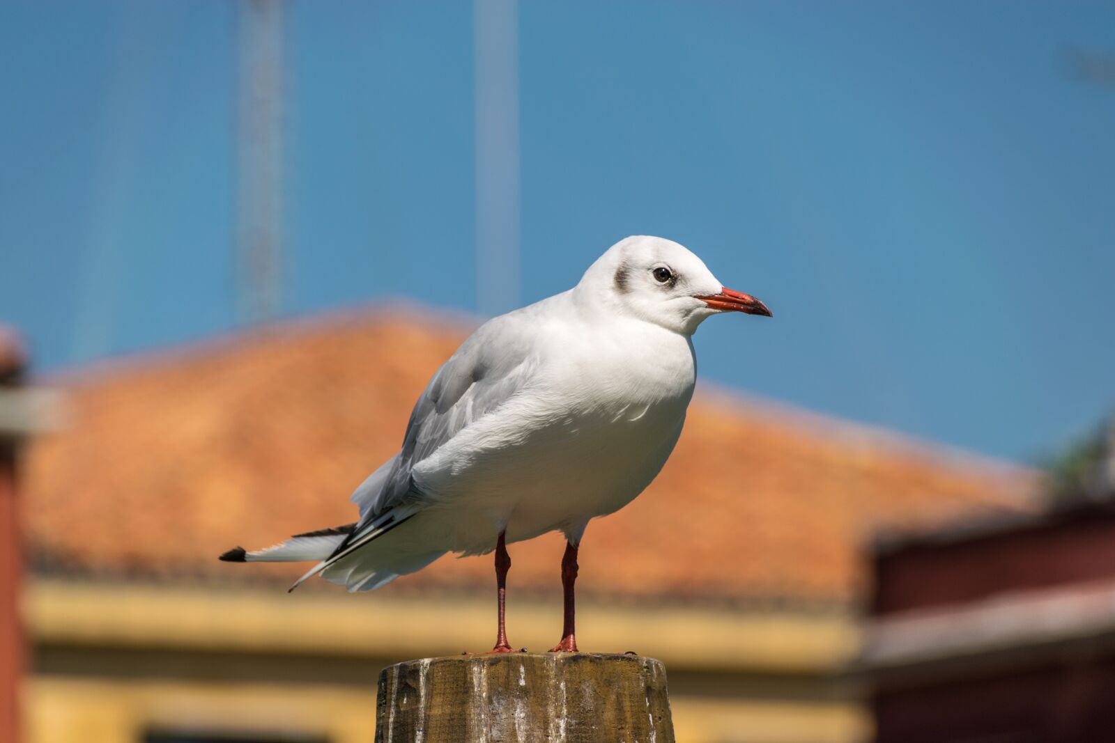 Nikon D3300 sample photo. Seagull, bird, venice photography