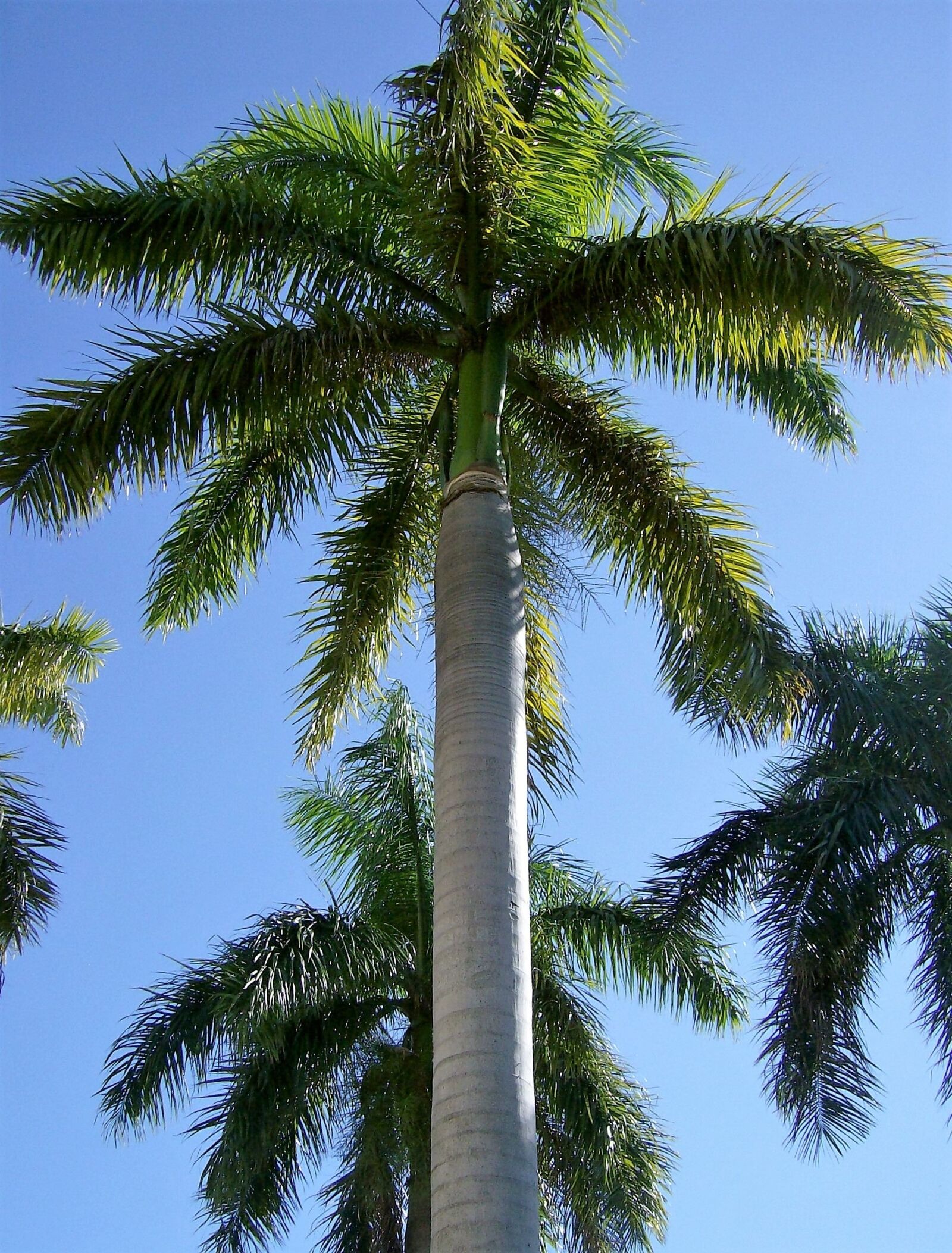 HP Photosmart M525 sample photo. Palm tree, tree, tropical photography