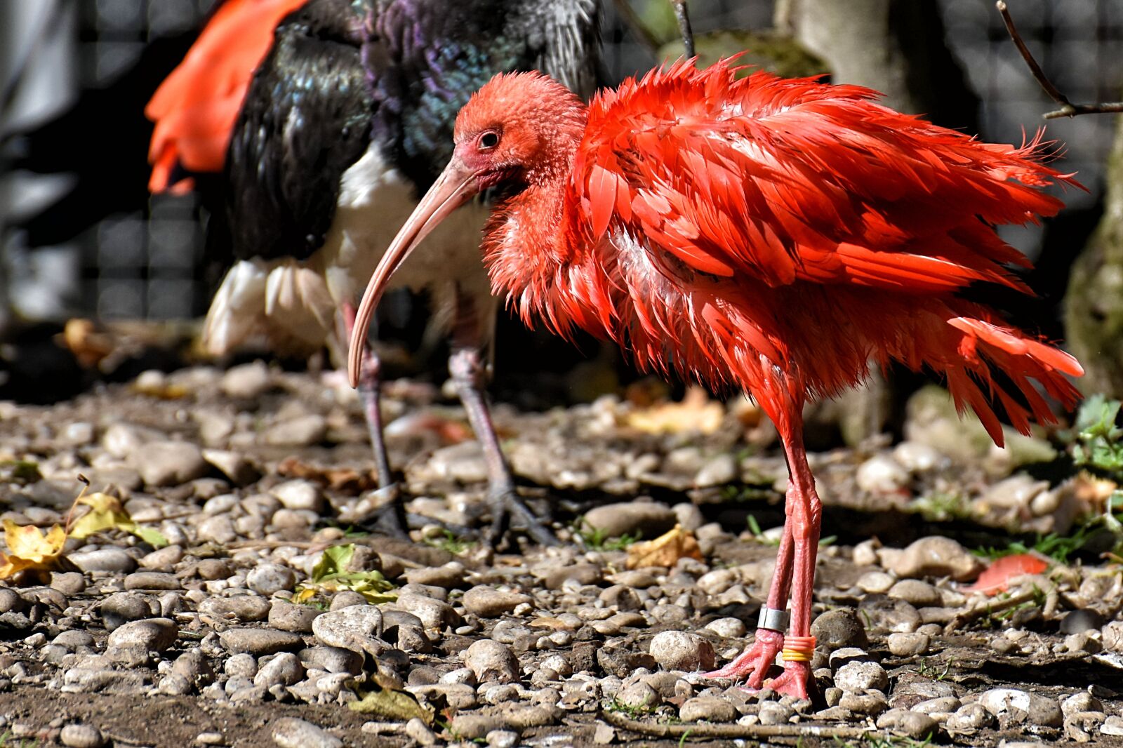 Nikon D7200 sample photo. Ibis, eudocimus ruber, scarlet photography