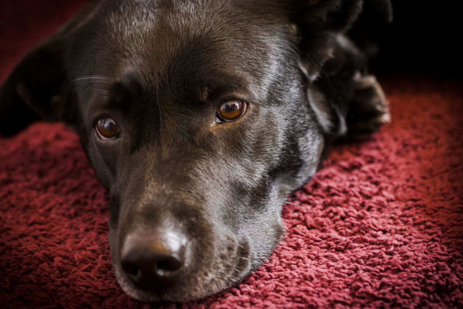 Nikon D5300 sample photo. Dog, cute, mammal photography