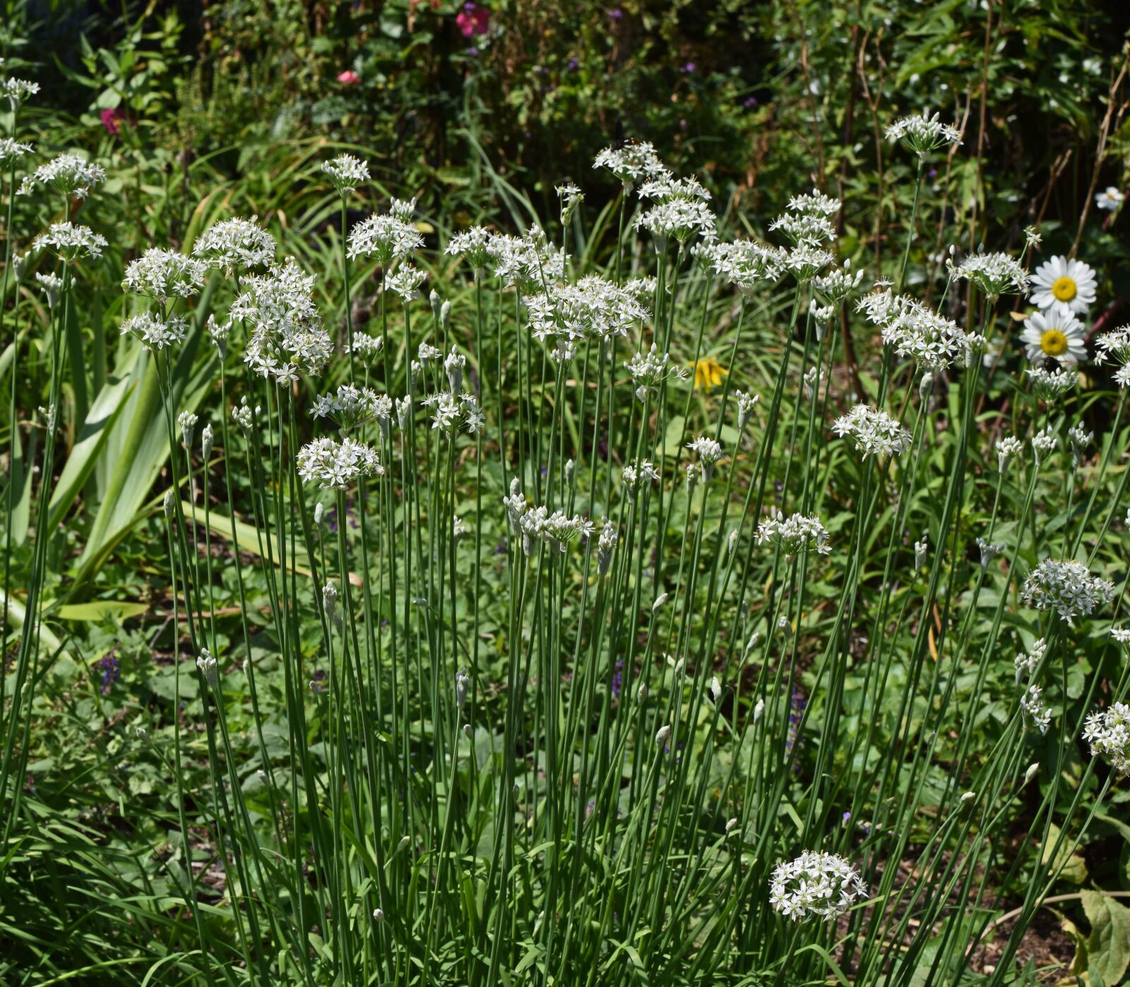 Nikon D3300 sample photo. White allium, flower, blossom photography