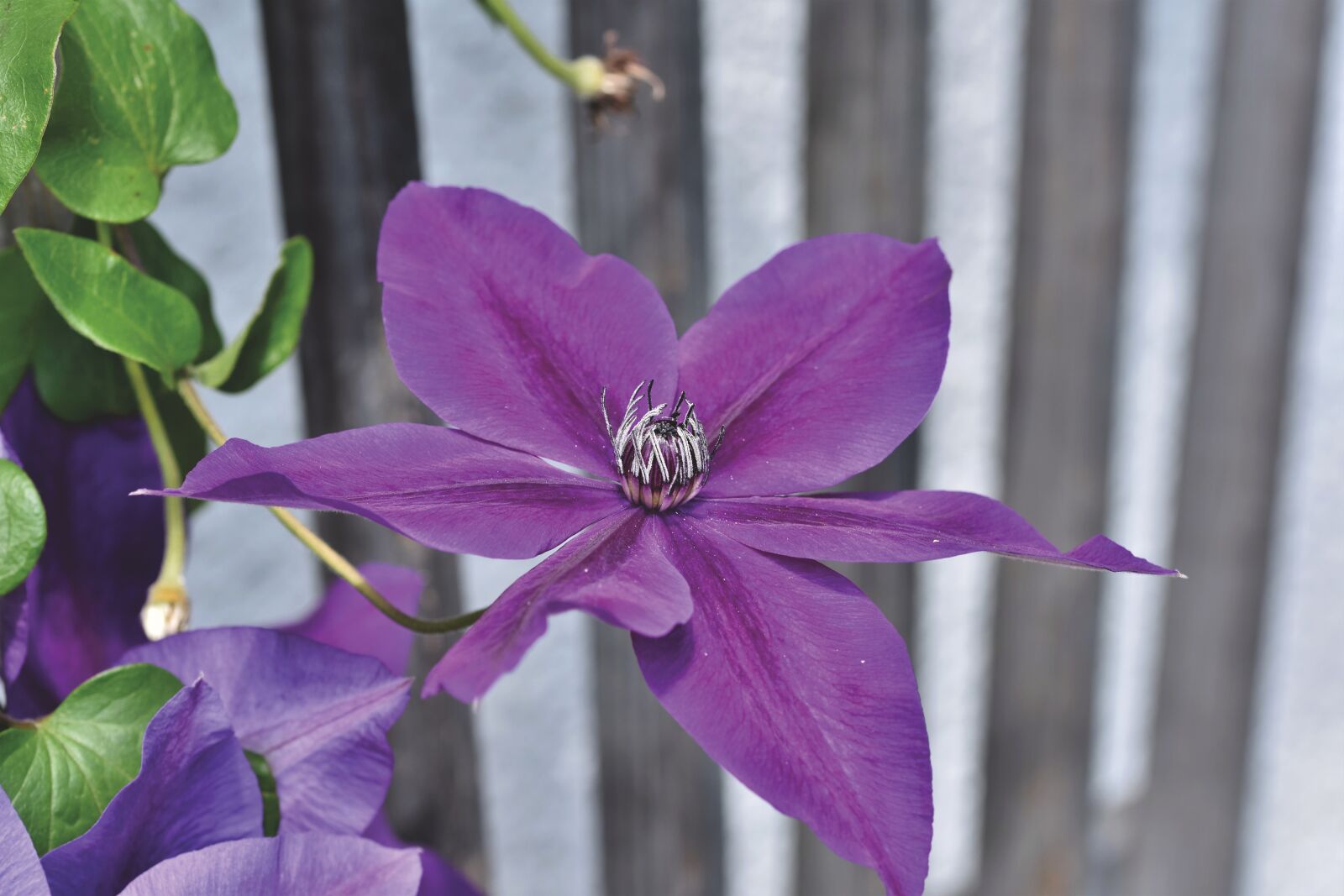 Nikon D7200 sample photo. Clematis, climber plant, blossom photography
