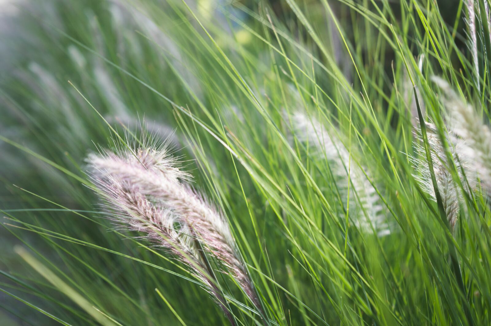 Nikon D3200 sample photo. Green, flower, nature photography