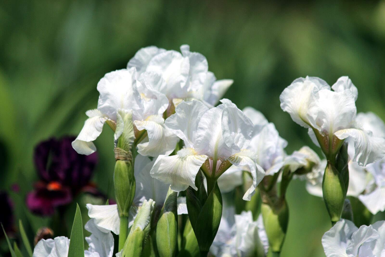 Canon EOS 650D (EOS Rebel T4i / EOS Kiss X6i) sample photo. Irises, white irises, flowers photography