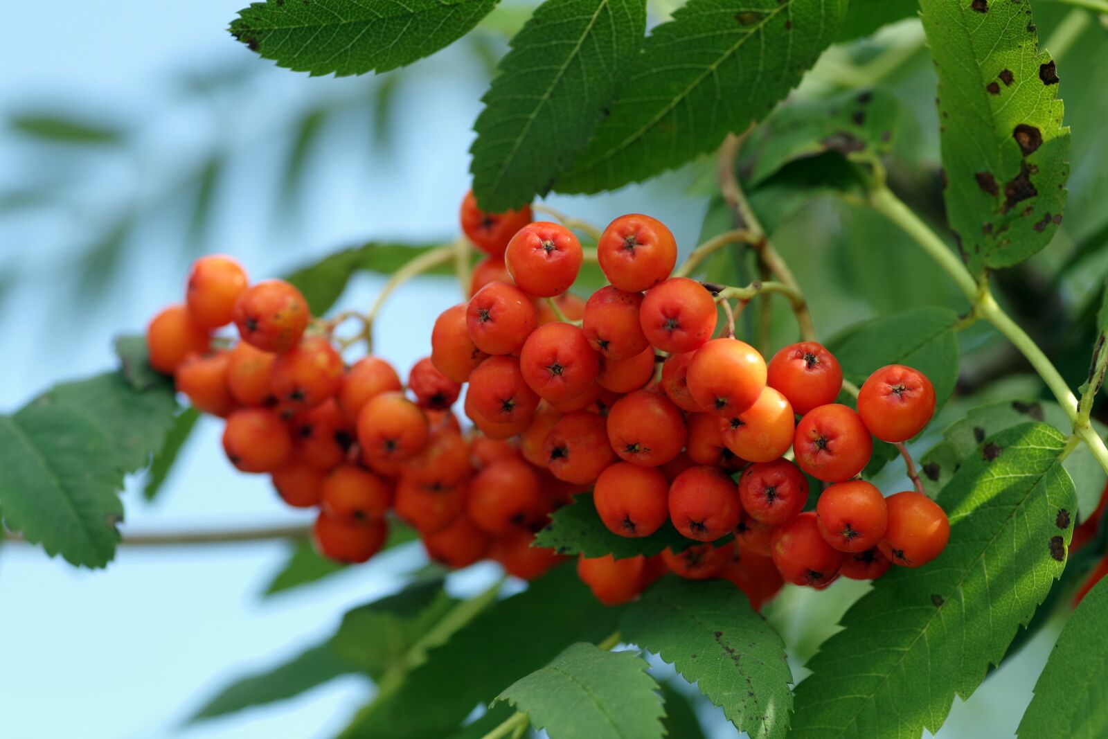 Pentax K-S2 sample photo. Rowan, bush, tree photography