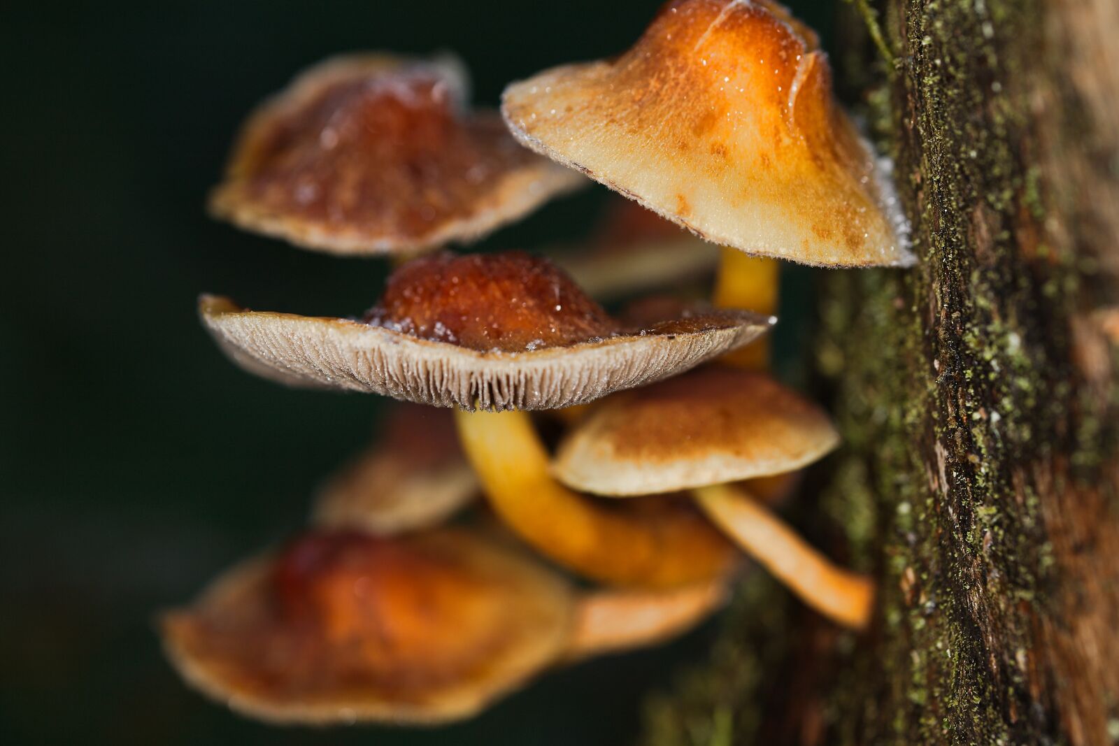 Canon EOS 5D sample photo. Mushroom, nature, food photography
