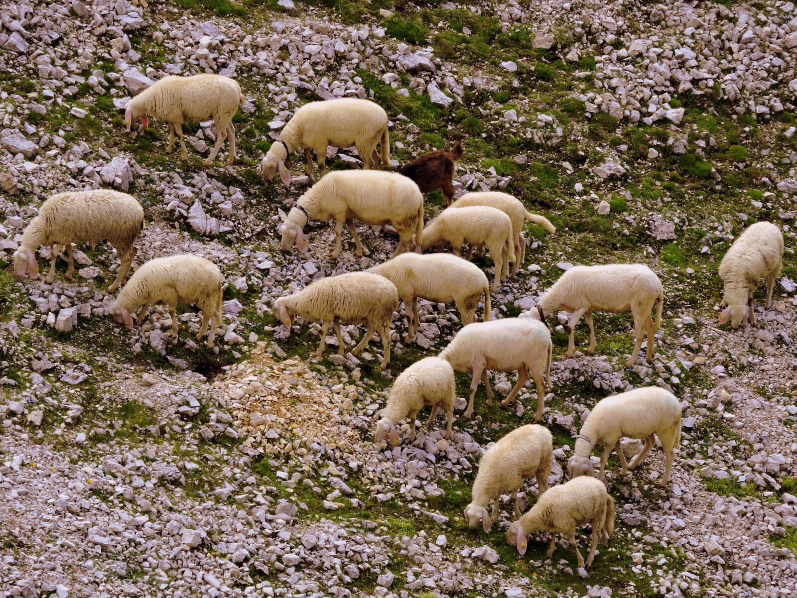 Nikon Coolpix P600 sample photo. Flock, sheep, animal photography
