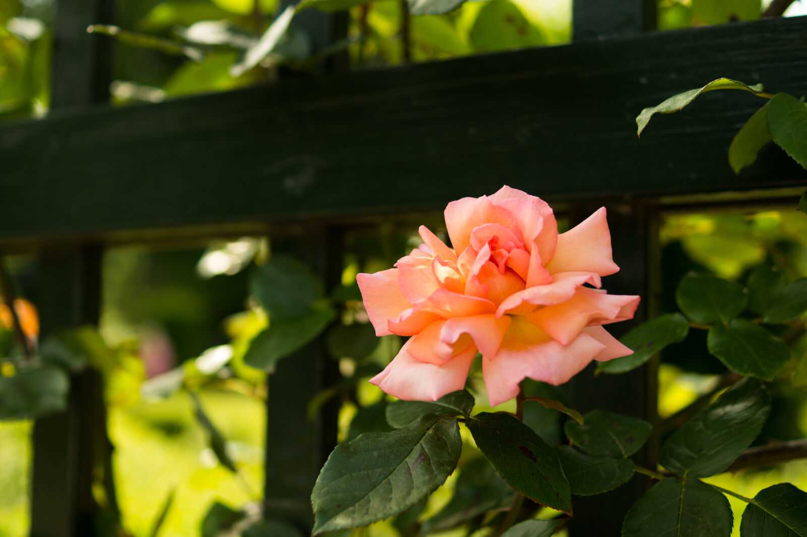 Sony DT 35mm F1.8 SAM sample photo. Flower, fence, pink, rose photography