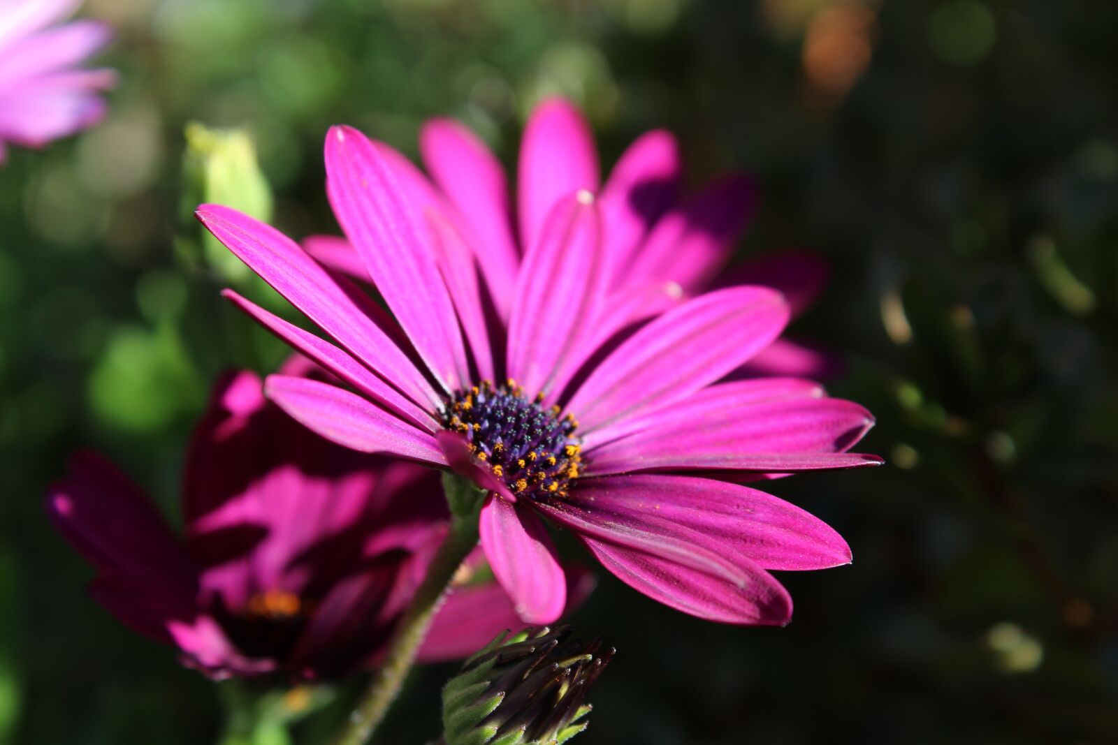 Canon EOS 1300D (EOS Rebel T6 / EOS Kiss X80) sample photo. Cosmea, flower, plant photography