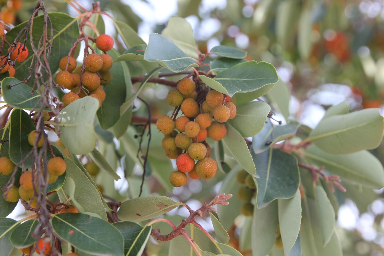 Canon EOS 550D (EOS Rebel T2i / EOS Kiss X4) sample photo. Arbutus, arbutus unedo, forest photography
