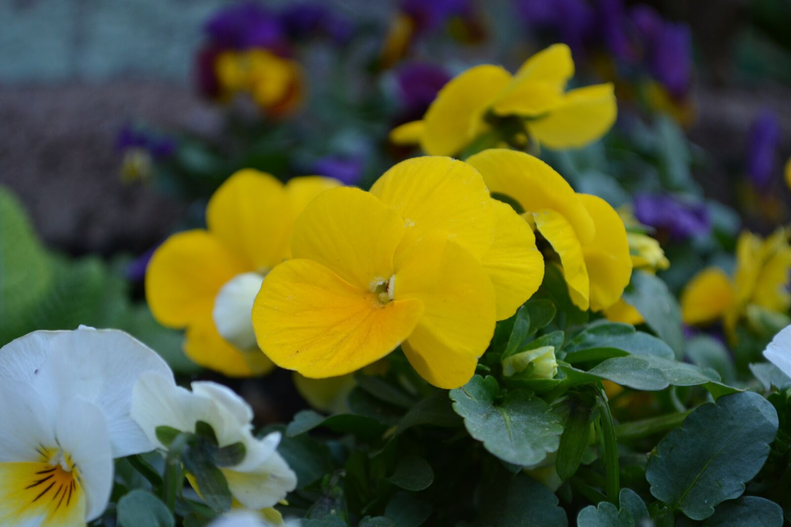 Nikon D5200 sample photo. Flower, meadow, nature photography