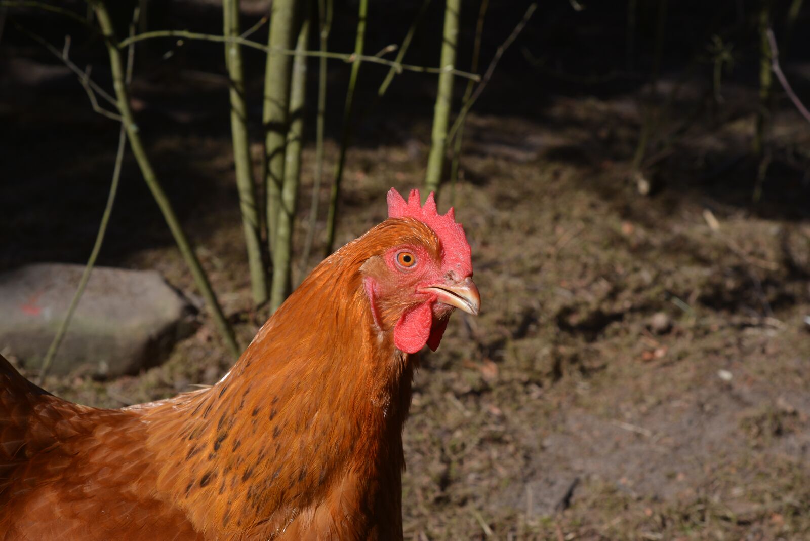 Nikon D7100 sample photo. Poultry, hen, agriculture photography