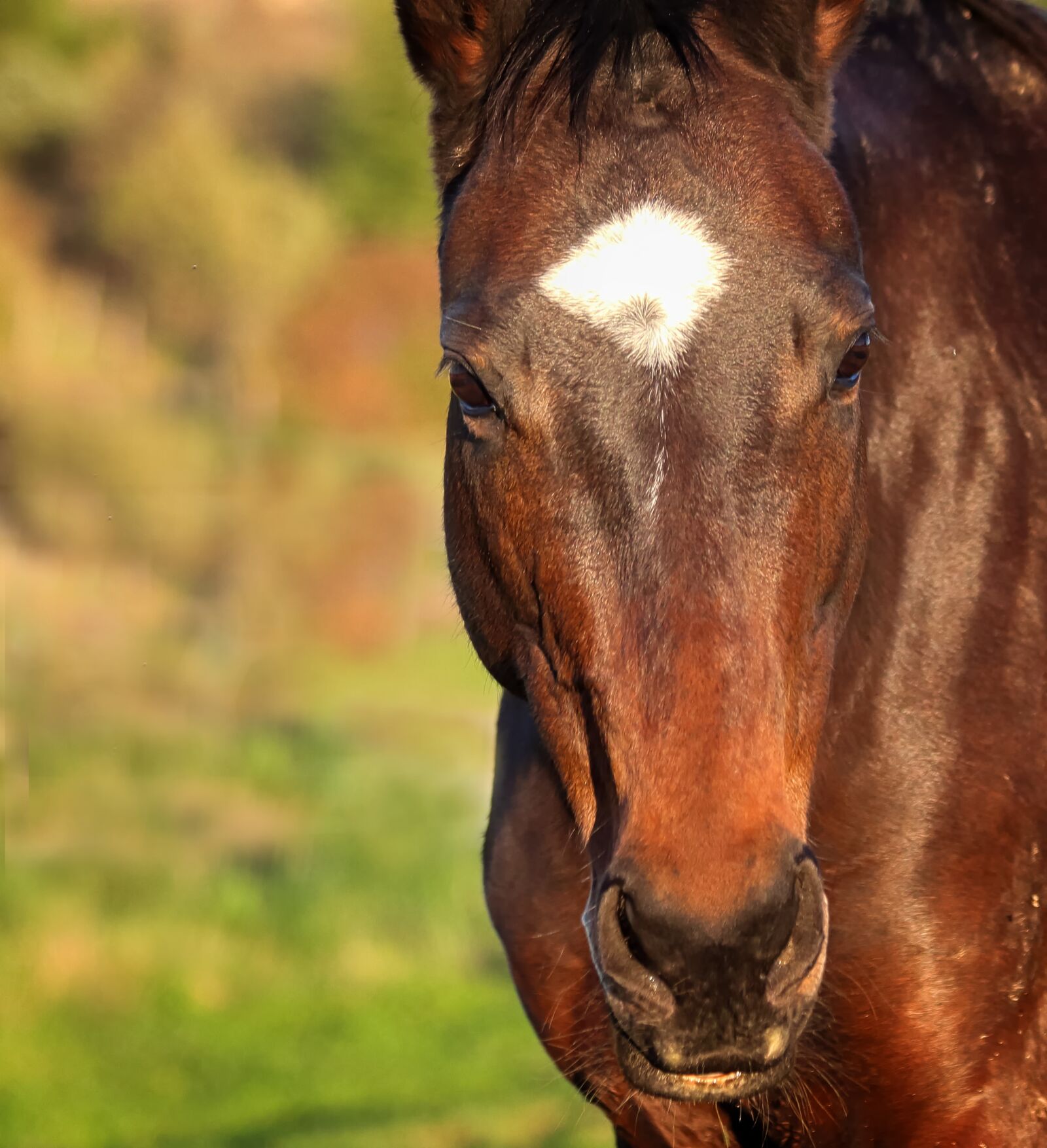 Canon EOS 650D (EOS Rebel T4i / EOS Kiss X6i) sample photo. Animal, mare, horses photography