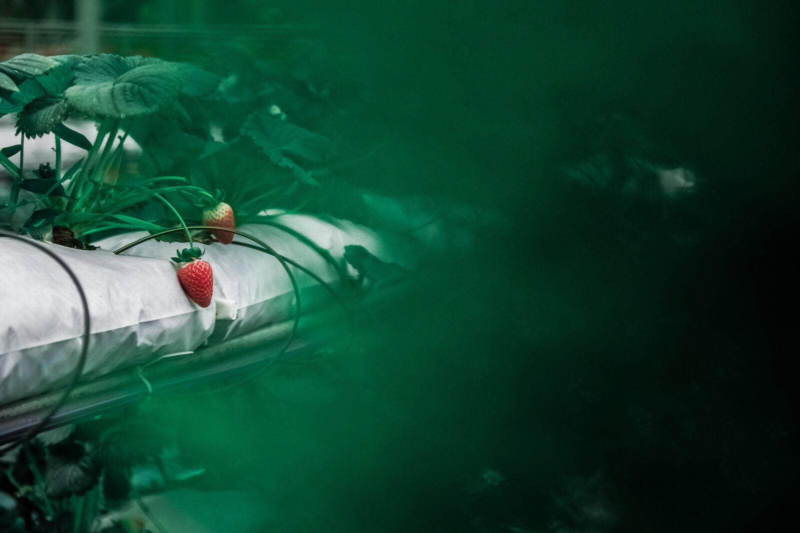 Samsung NX1 sample photo. Food, fruits, strawberries photography