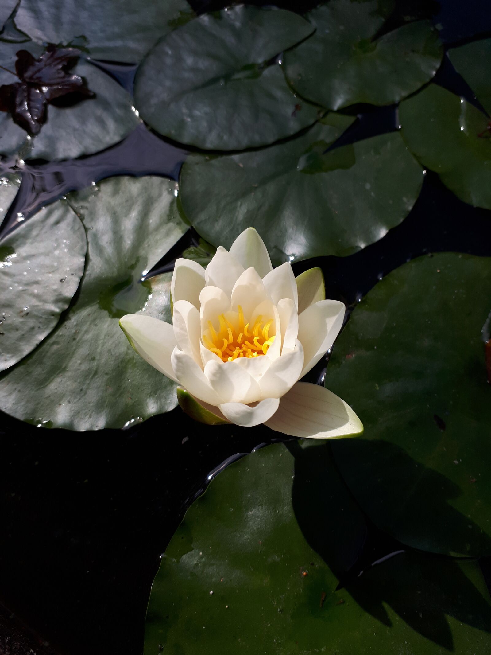 Samsung Galaxy A5(2017) sample photo. Flower, pond, water photography