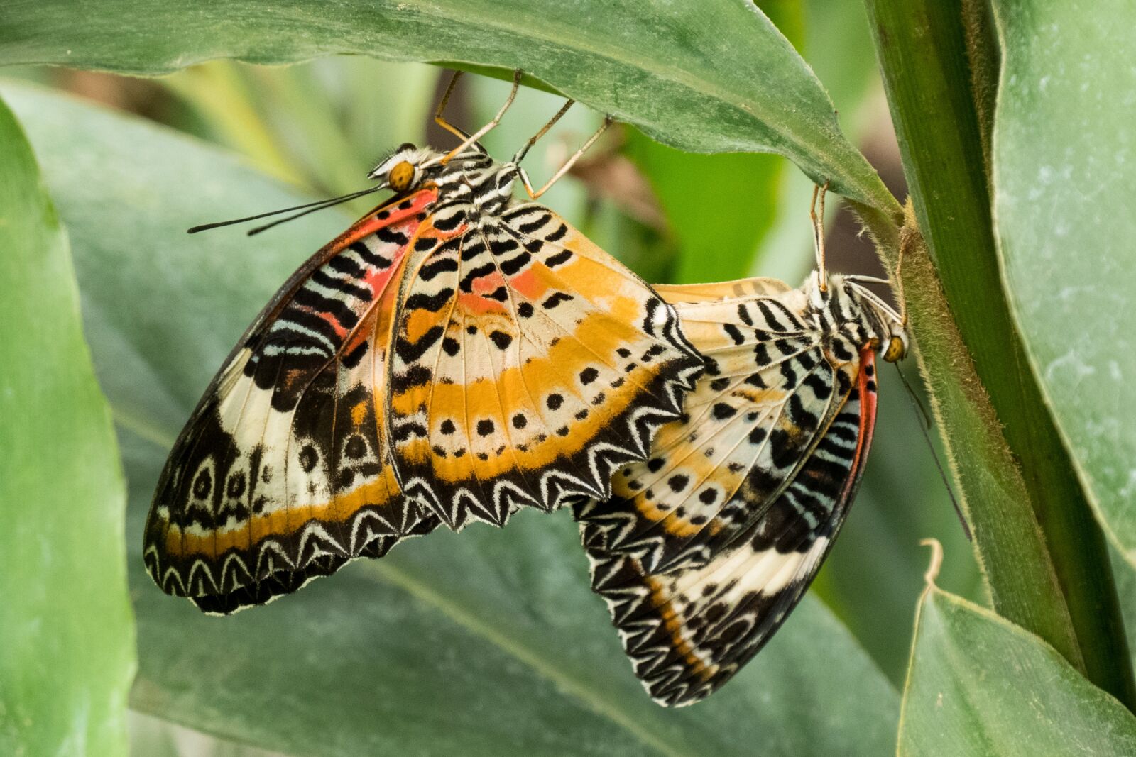 Panasonic DC-TZ200 sample photo. Butterflies, orange, black photography
