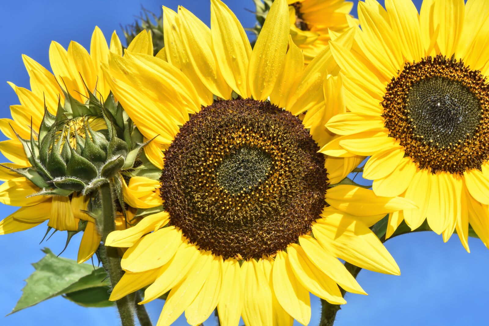 Nikon D7200 sample photo. Sunflower, summer, garden photography