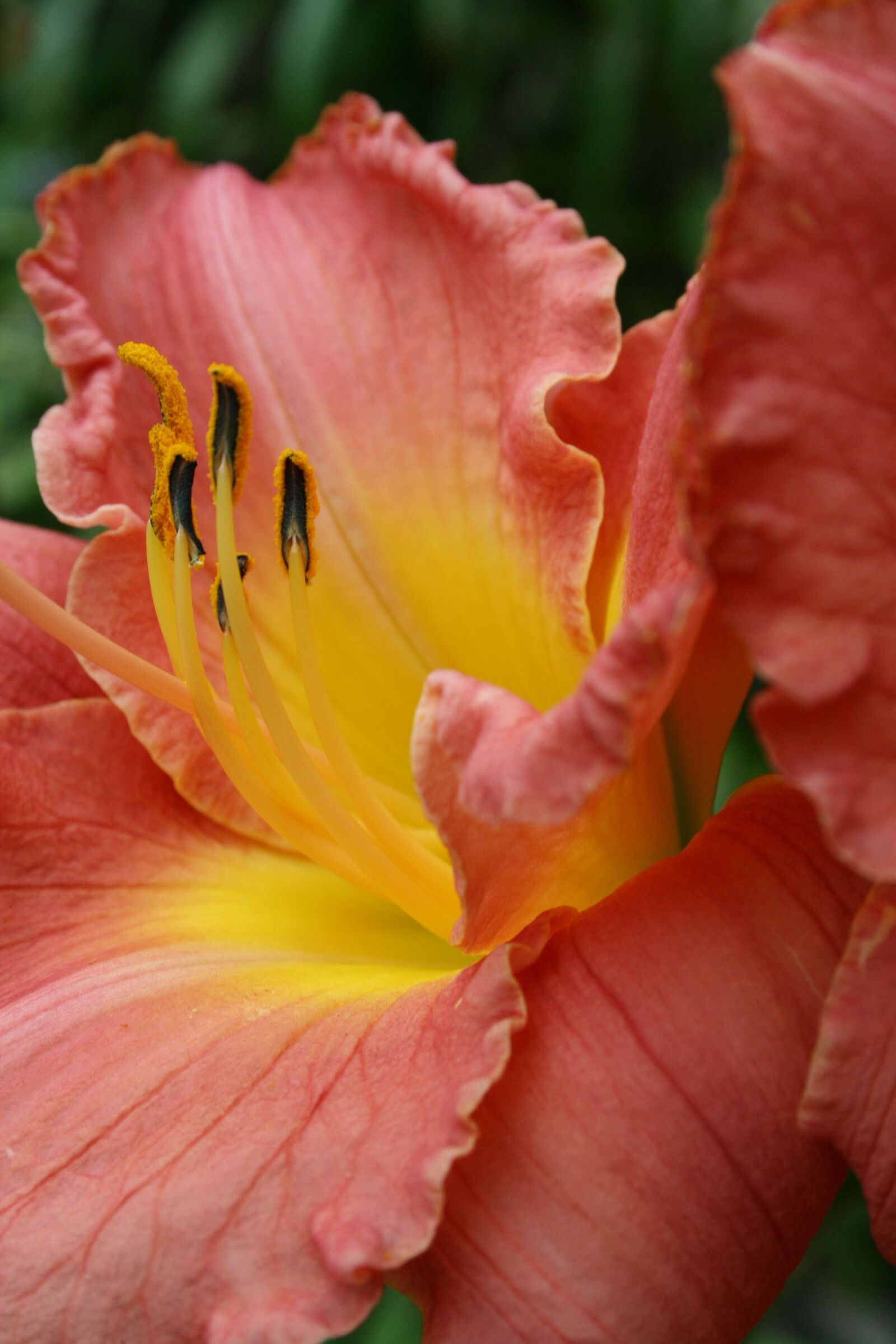 Canon EOS 400D (EOS Digital Rebel XTi / EOS Kiss Digital X) sample photo. Daylily, flower, garden photography
