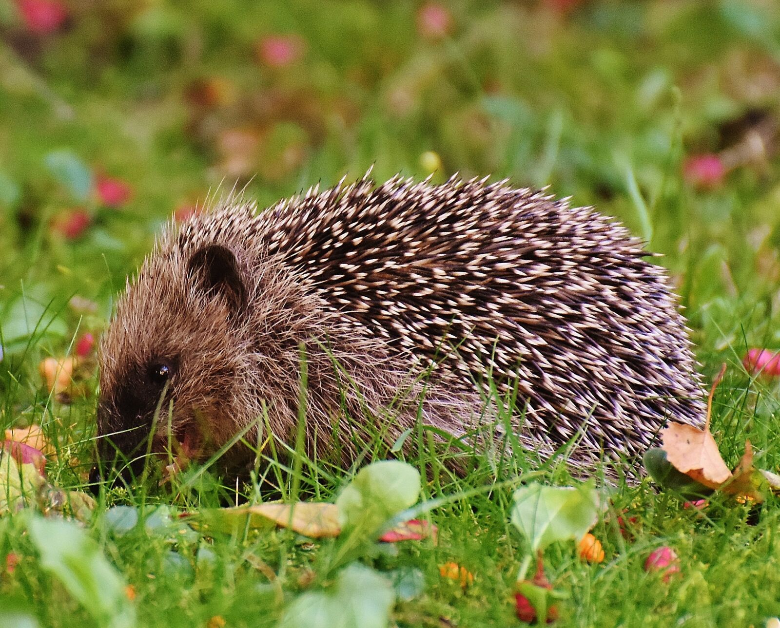 Nikon D7200 sample photo. Hedgehog child, young hedgehog photography