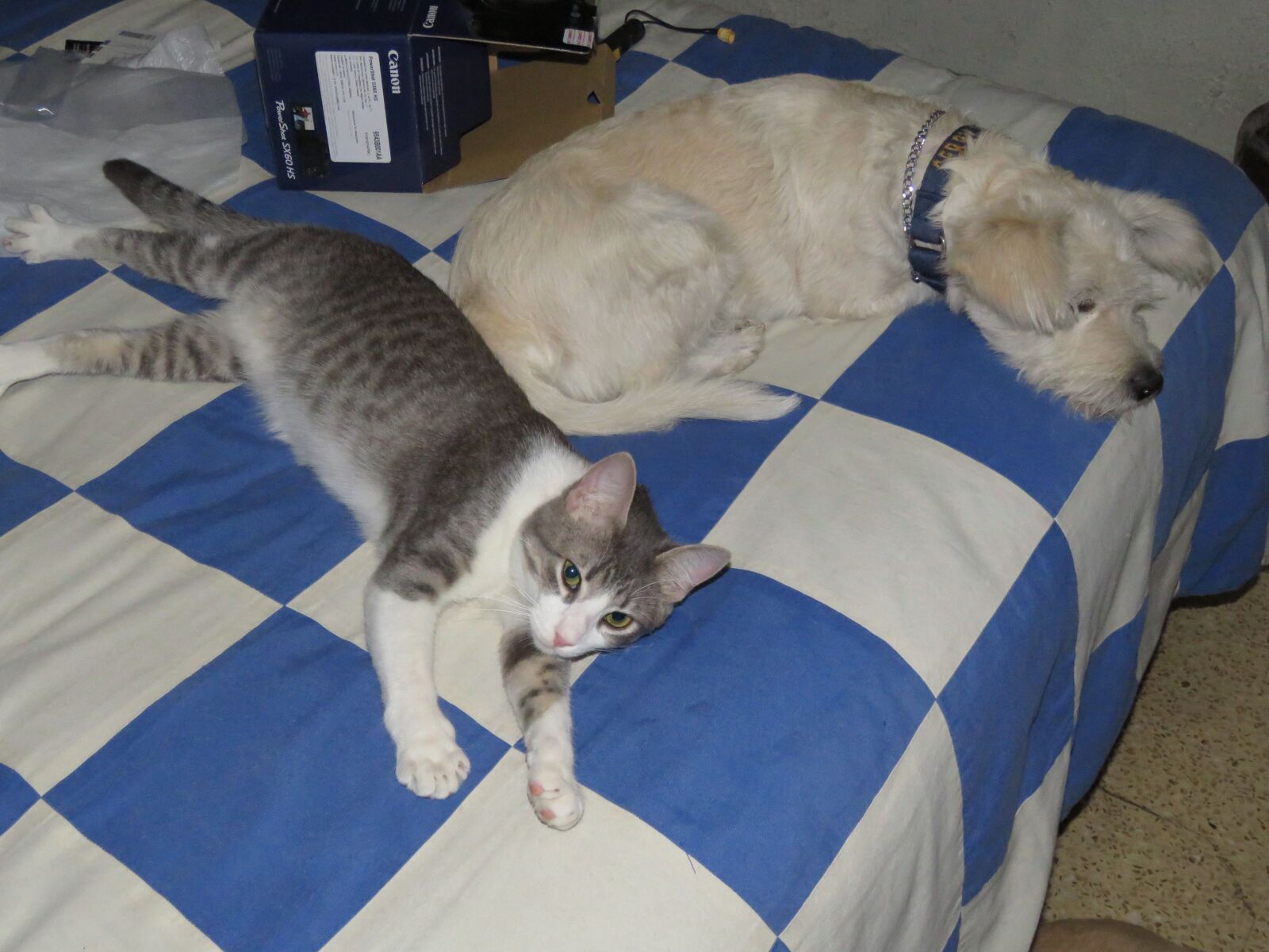 Canon PowerShot SX60 HS sample photo. Cat, dog, pets photography