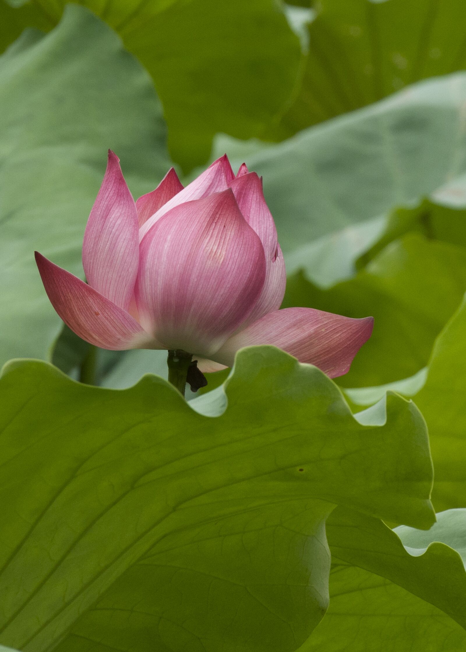Nikon D300 sample photo. Lotus bloom, close up photography