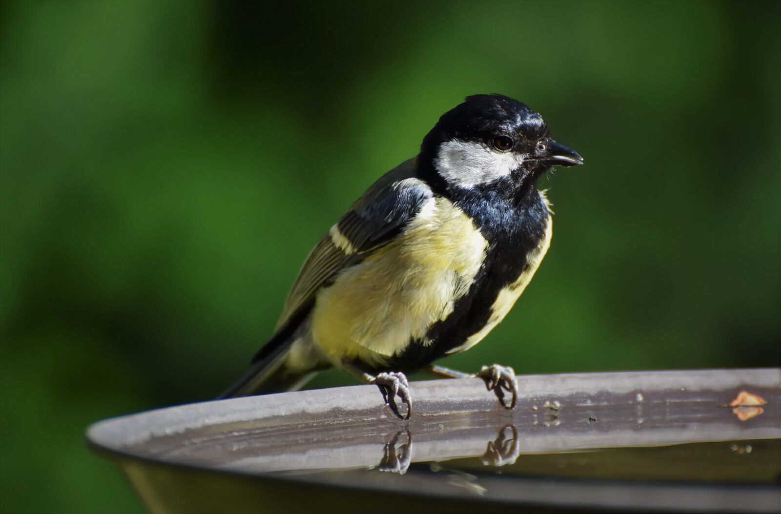 Nikon D7200 sample photo. Tit, songbird, bird bath photography