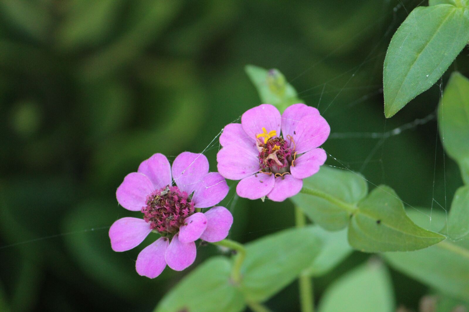 Canon EOS 1300D (EOS Rebel T6 / EOS Kiss X80) sample photo. Flower, garden, nature photography
