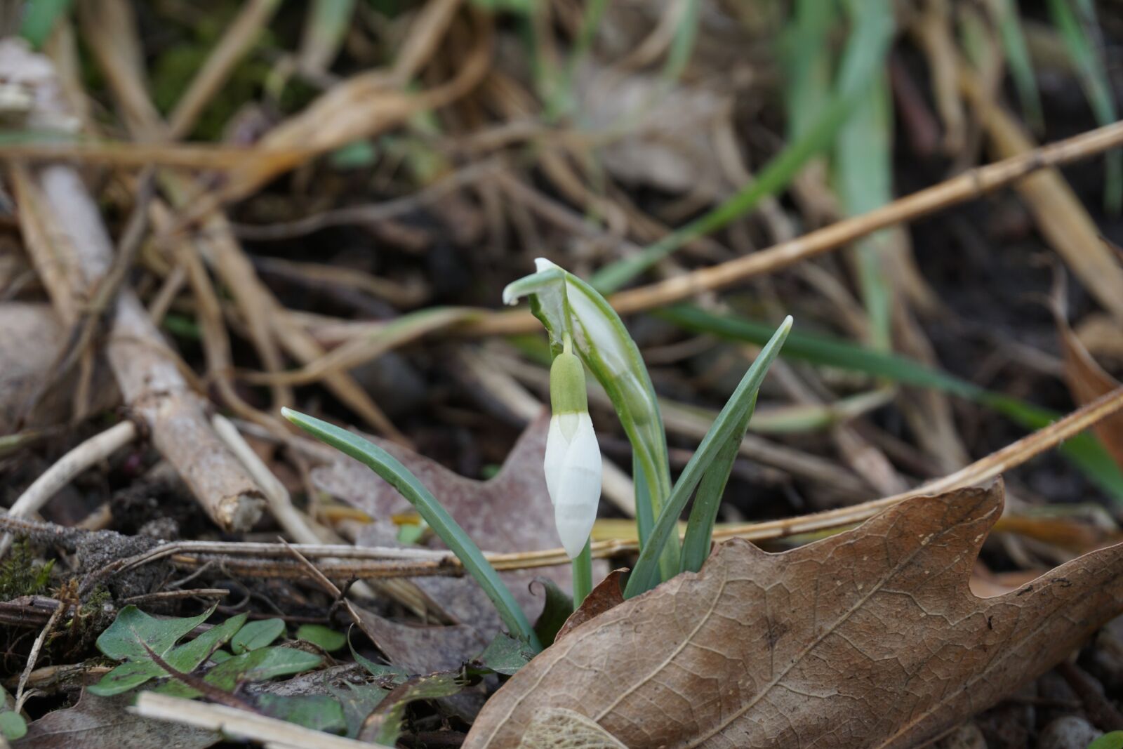 Sony E 16-50mm F3.5-5.6 PZ OSS sample photo. Snowdrop, flower, spring photography