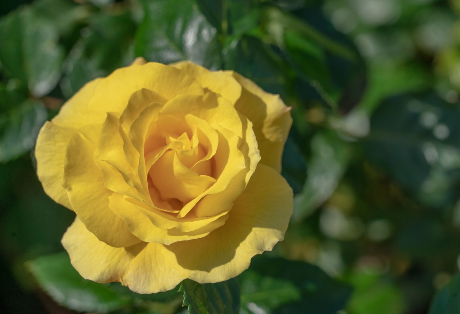 Sony a7R II + Sony FE 24-240mm F3.5-6.3 OSS sample photo. Yellow rose, botany, flower photography