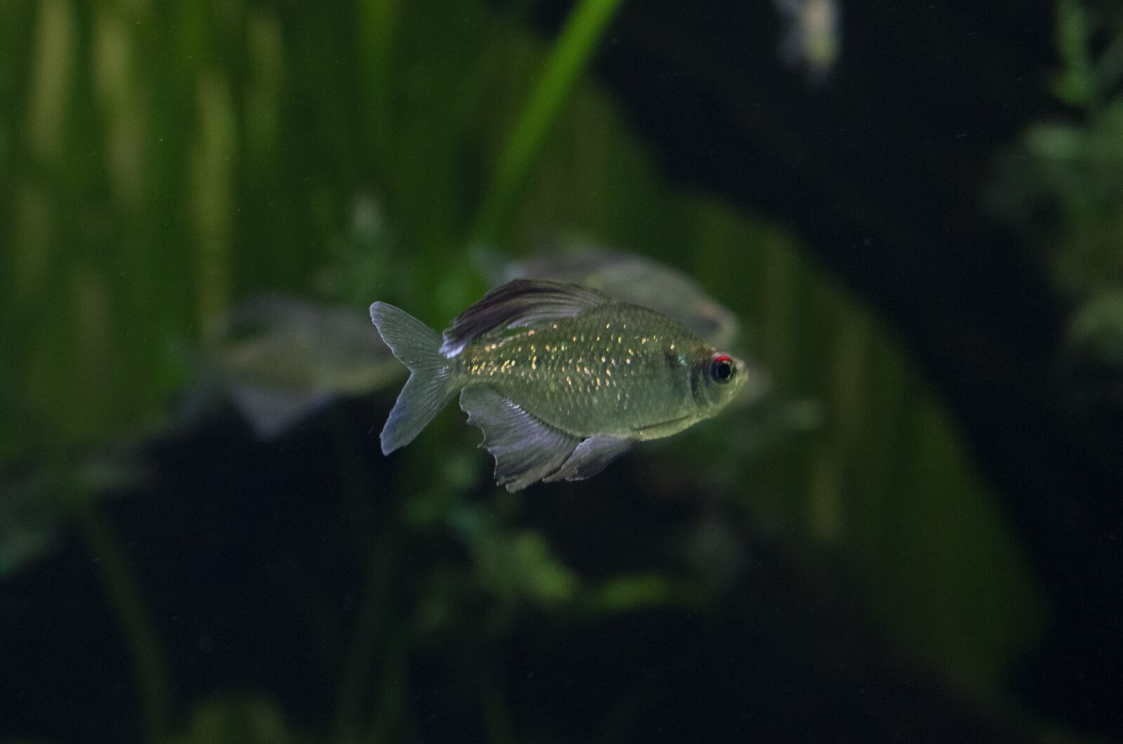 Nikon D5300 sample photo. Pez, fish, agua photography