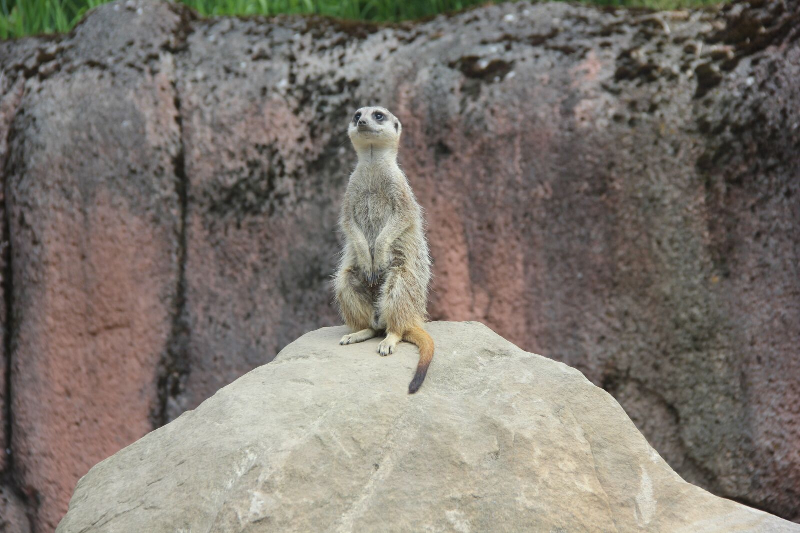 Canon EOS 550D (EOS Rebel T2i / EOS Kiss X4) sample photo. Meerkat, mammal, mongoose photography
